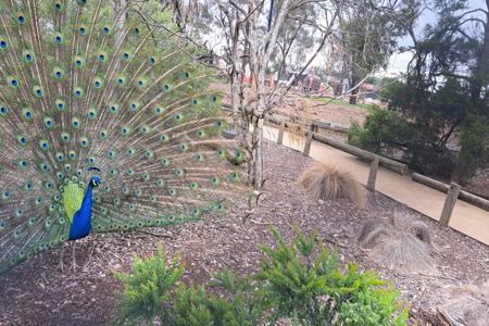pretty-peacock-450x300.jpg